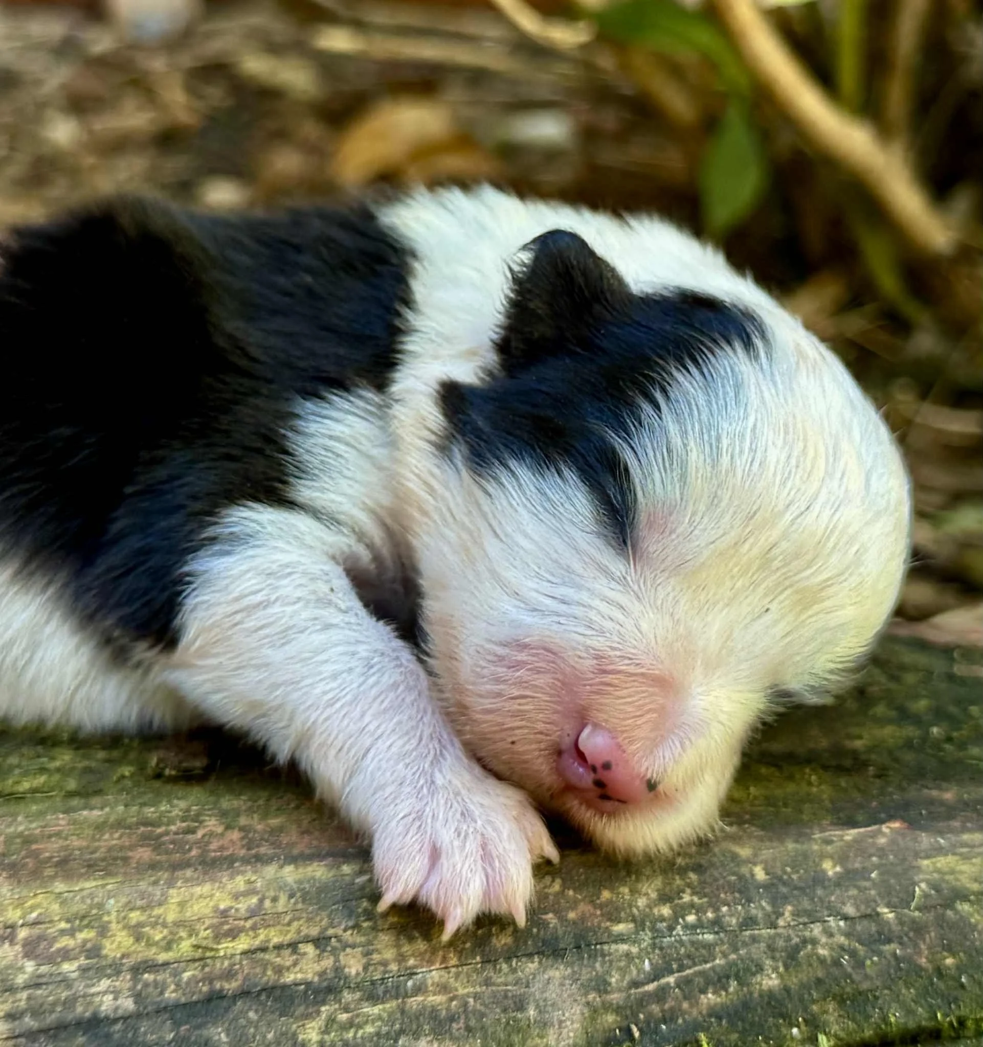 Envy & Panda Litter - 25N Green Collar - Black & White - Male - Co-Ownership