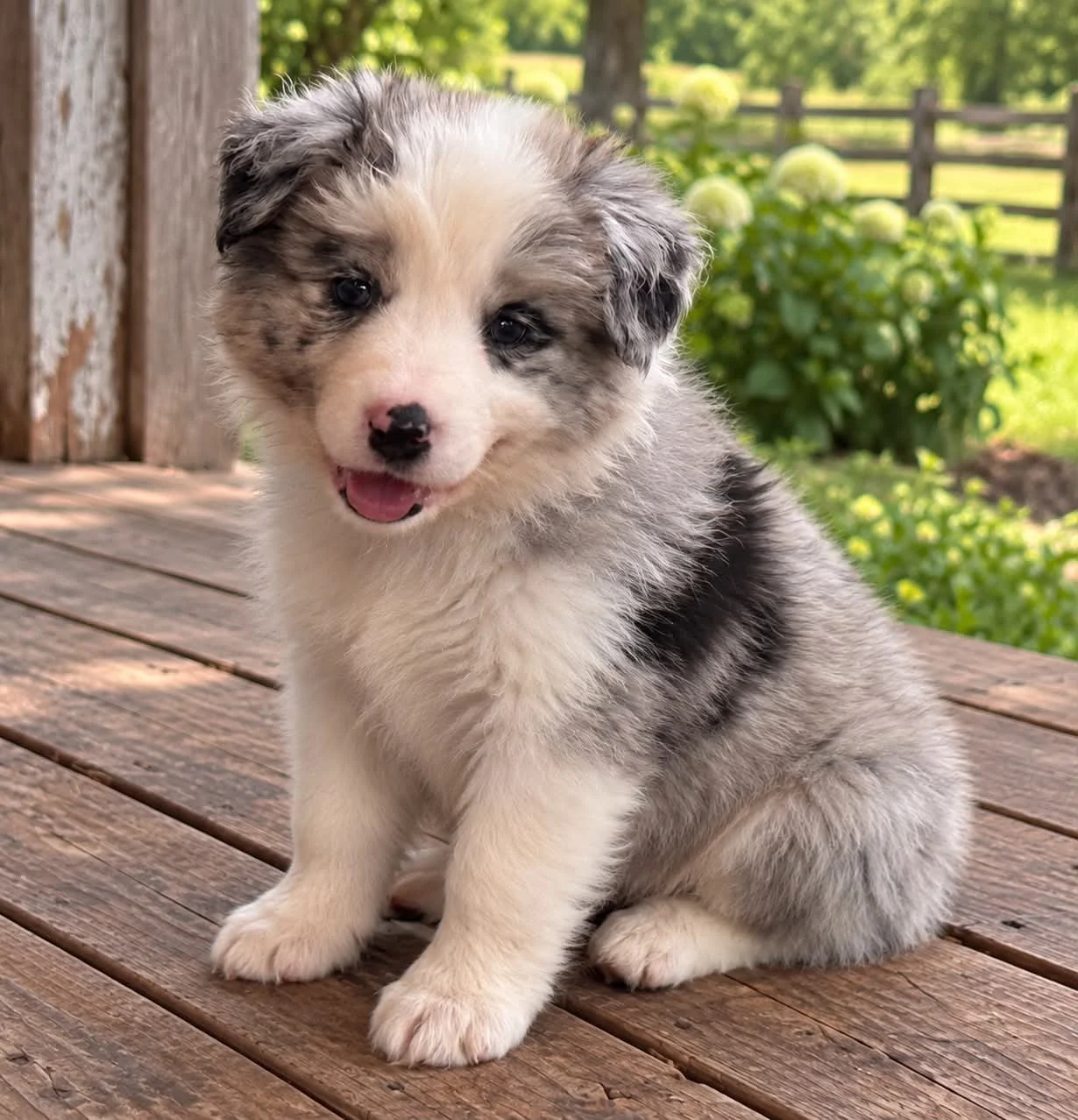 26G Green Collar - Blue Merle - Female - Reserved