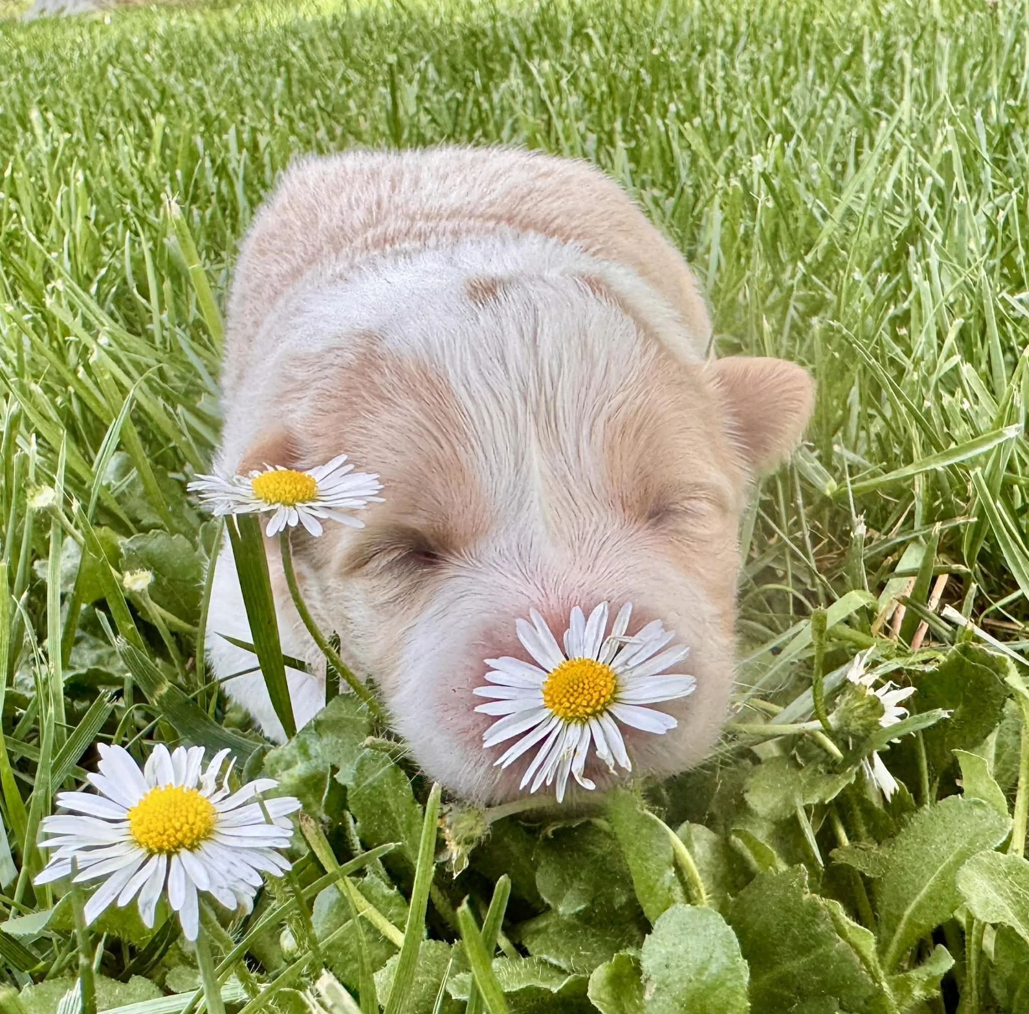 26A Green Collar - Gold Male - Reserved