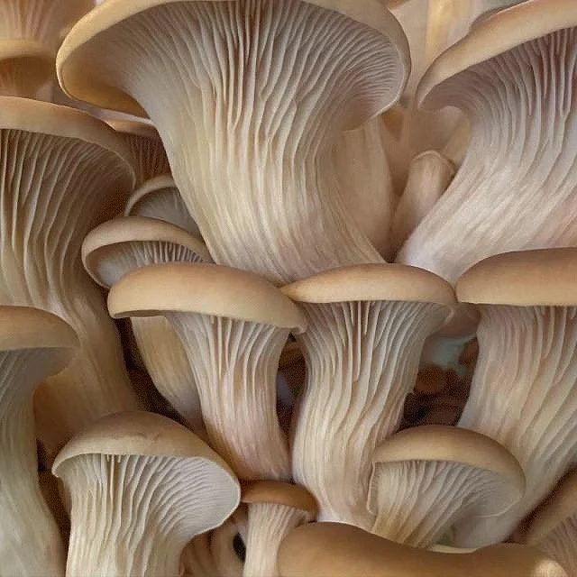 Shrooms vs Mushrooms 