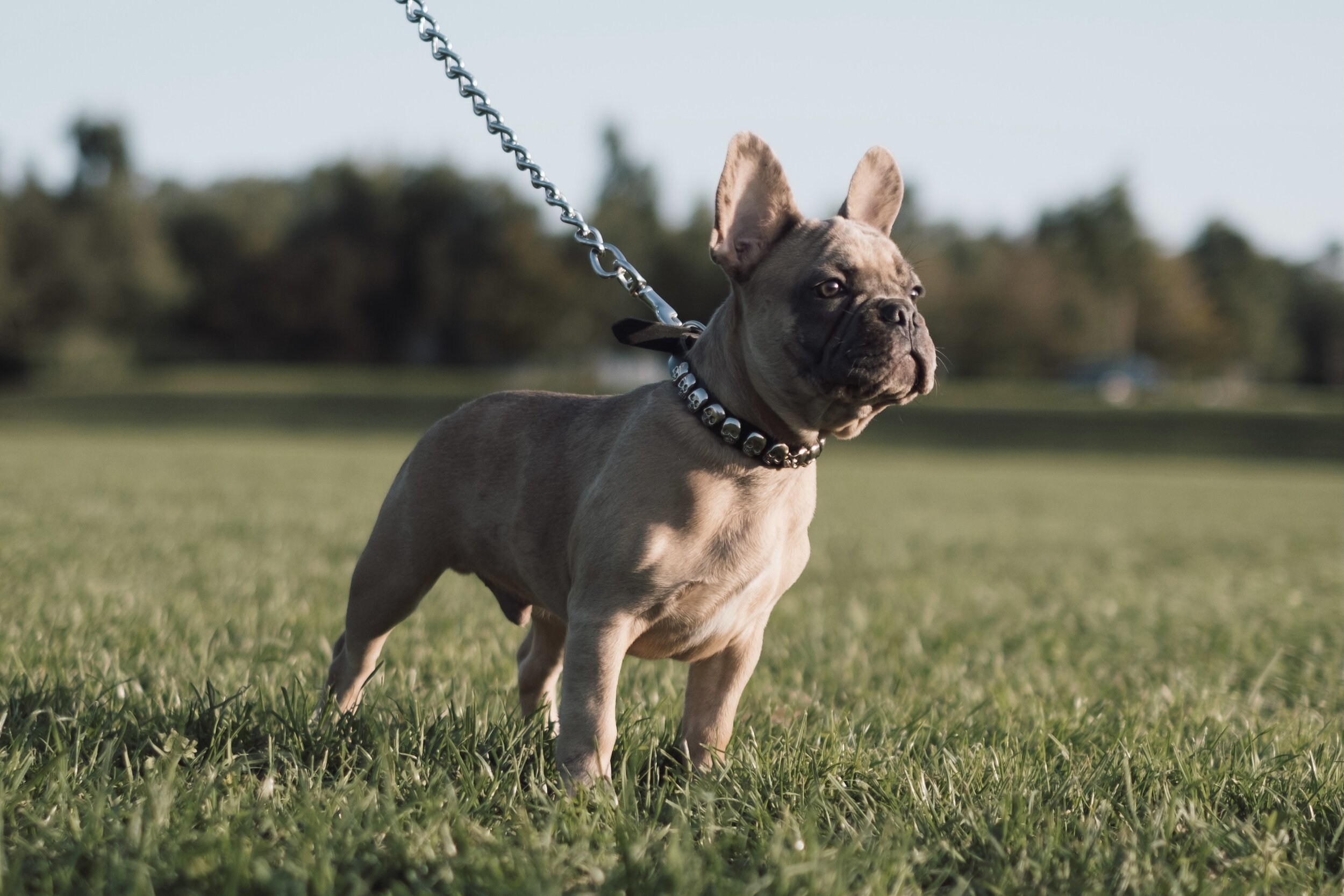 french bulldog aggression