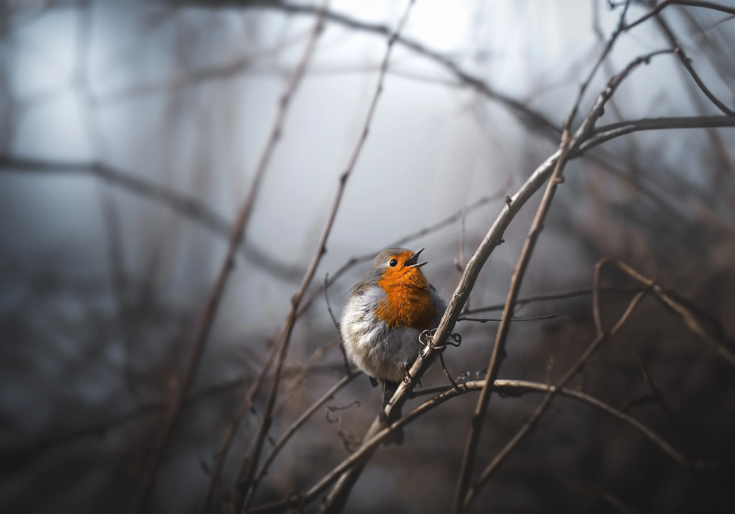 Sven Henne-Fotografie-Rotkelchen-Wildlife.jpg