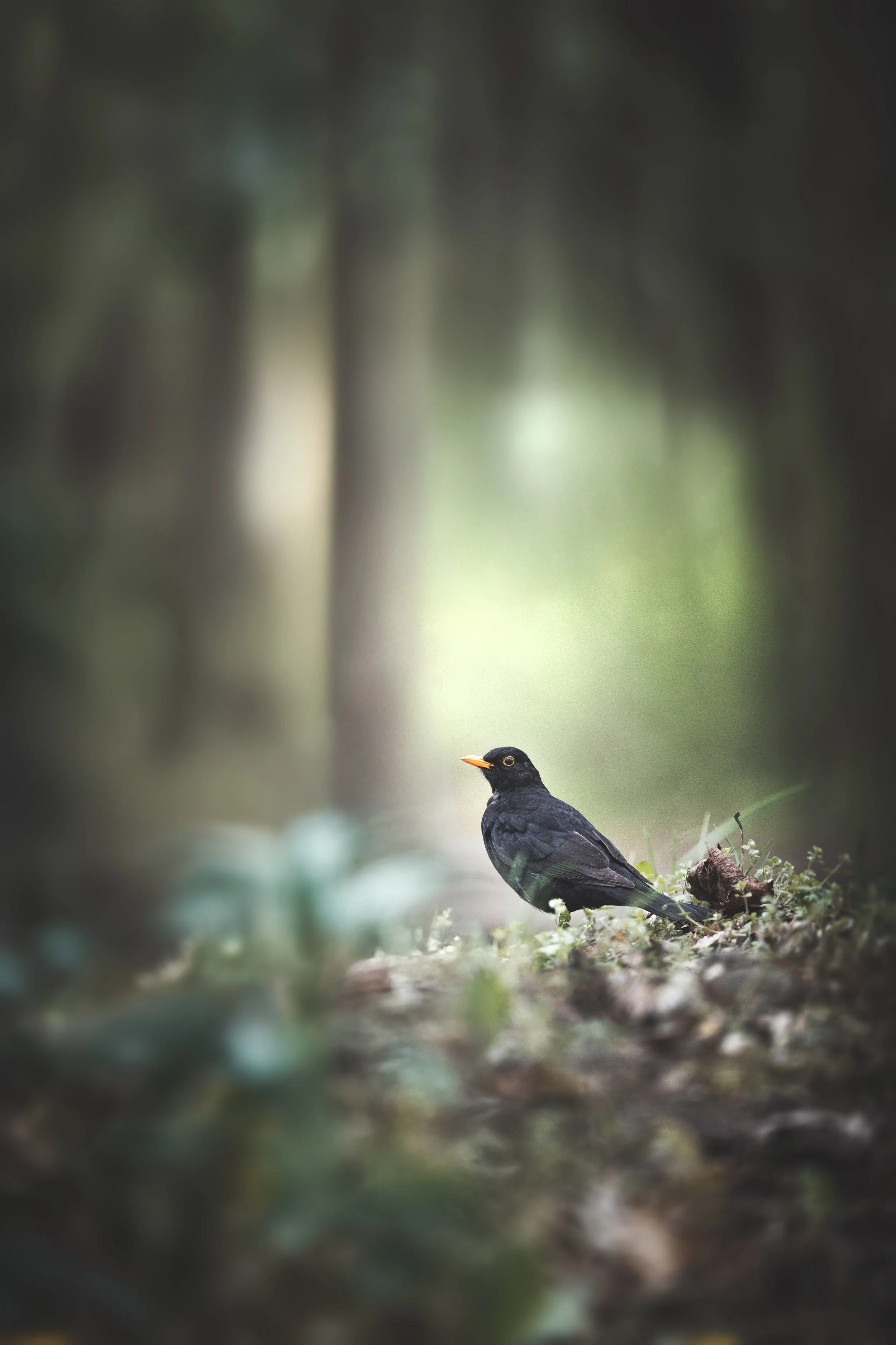 Ein schwarzer Vogel mit orange Schnabel sitzt am Boden in einem Wald.