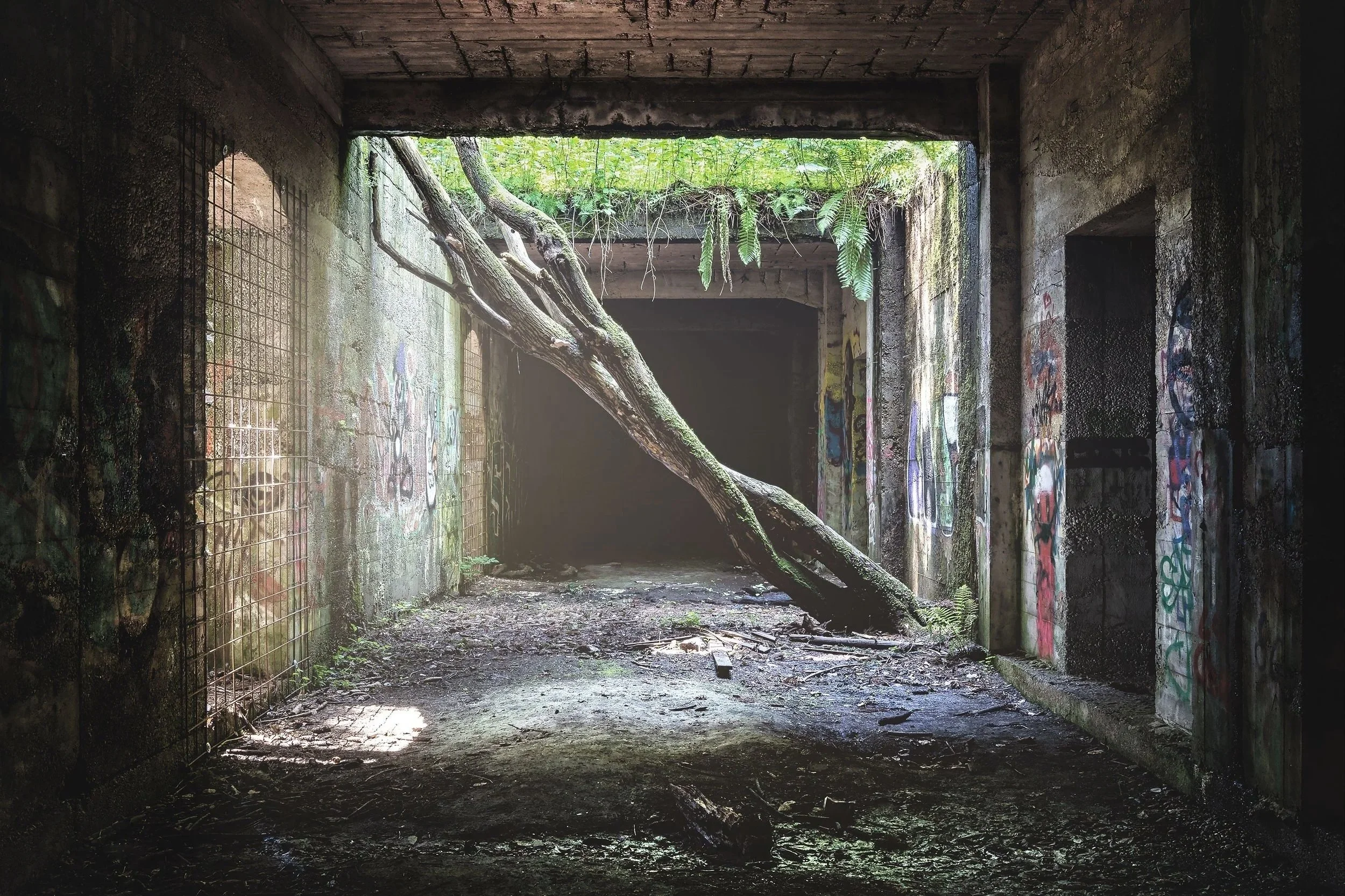 Verlassenes Gebäude mit Graffiti an den Wänden, ein Baum wächst schräg durch den Raum, Sonnenlicht scheint von oben hinein.
