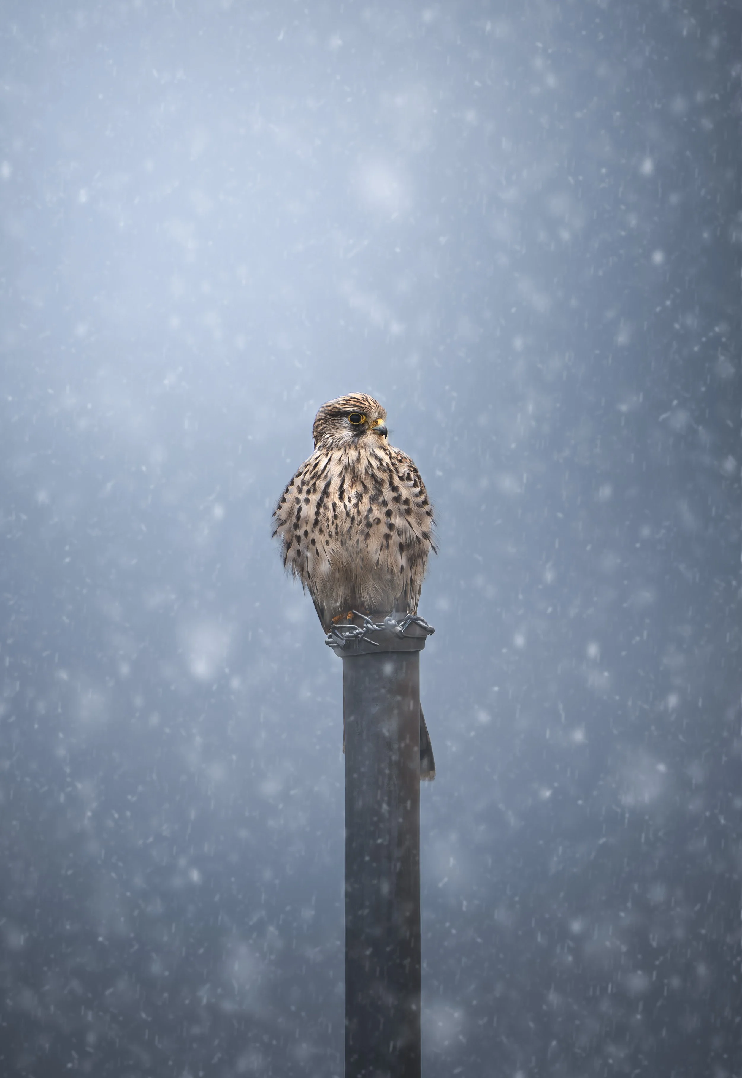 Greifvogel (Turmfalke) auf einem Pfosten bei Schneefall im Hachinger Tal bei Unterhaching.