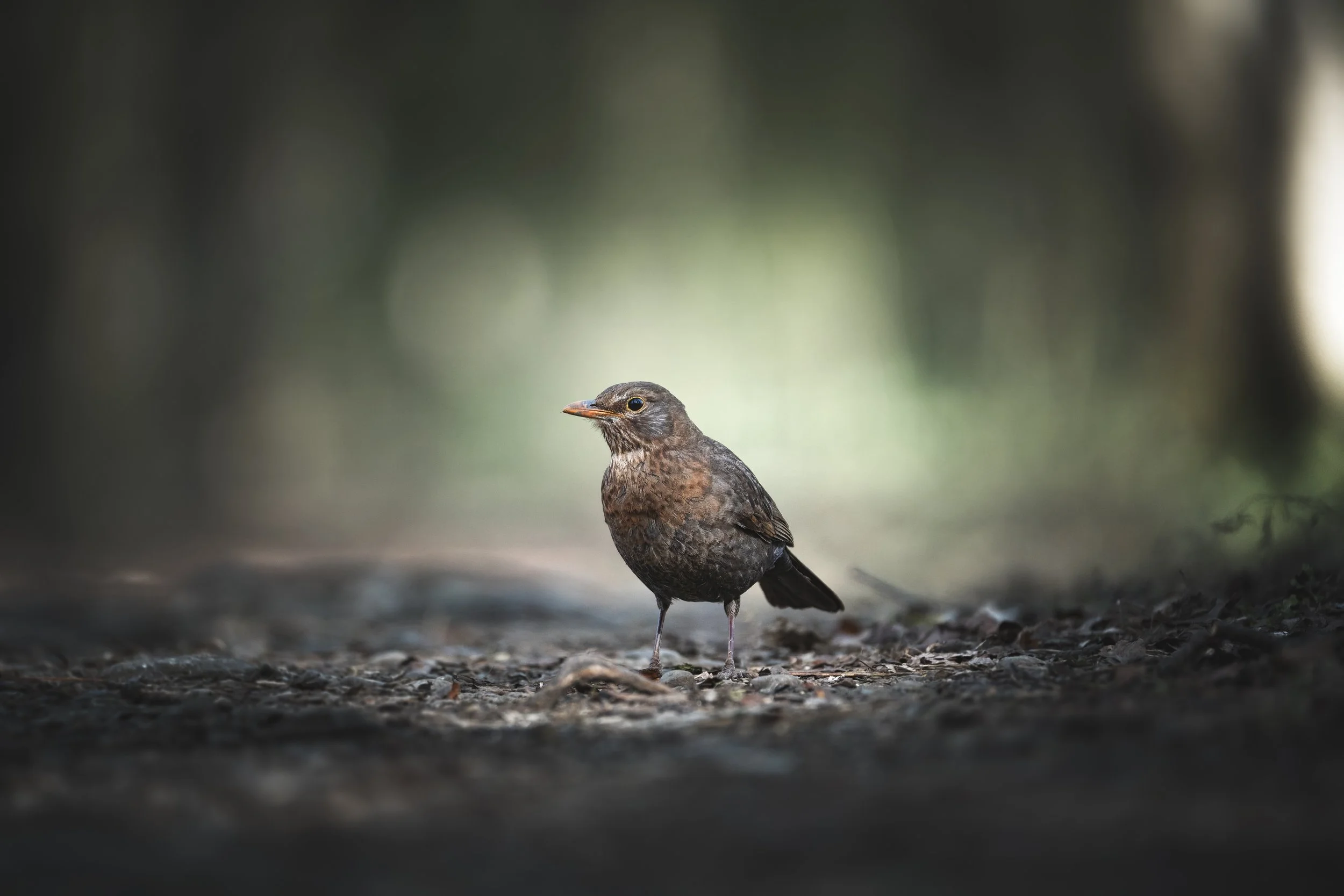 Kleiner, brauner Vogel steht auf einem Erdboden in einer bewaldeten Umgebung, im Hintergrund unscharf, mit natürlichem Licht.