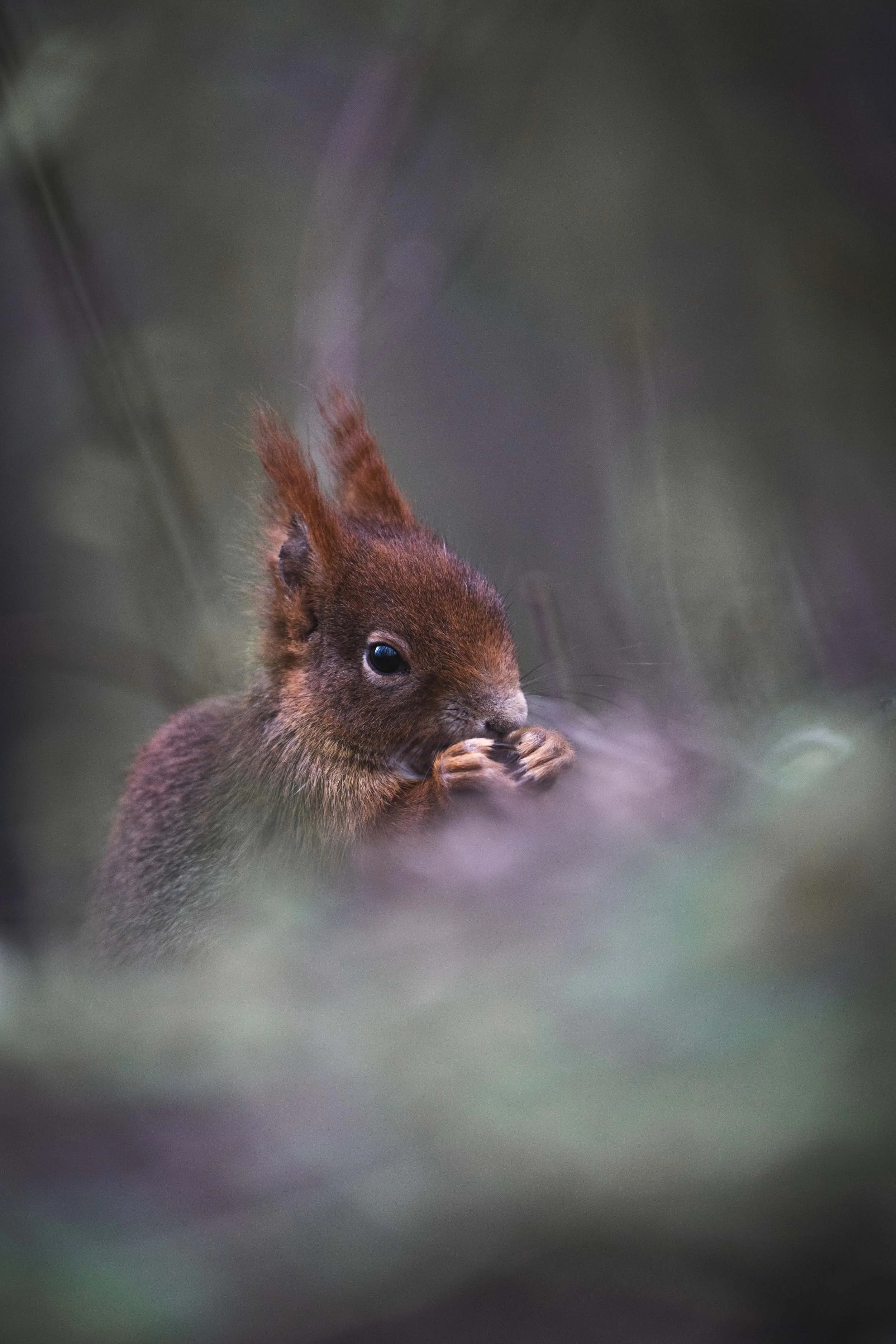 Sven Henne-Fotografie-Eichhörnchen-Unterhaching-Hachinger Tal.jpg