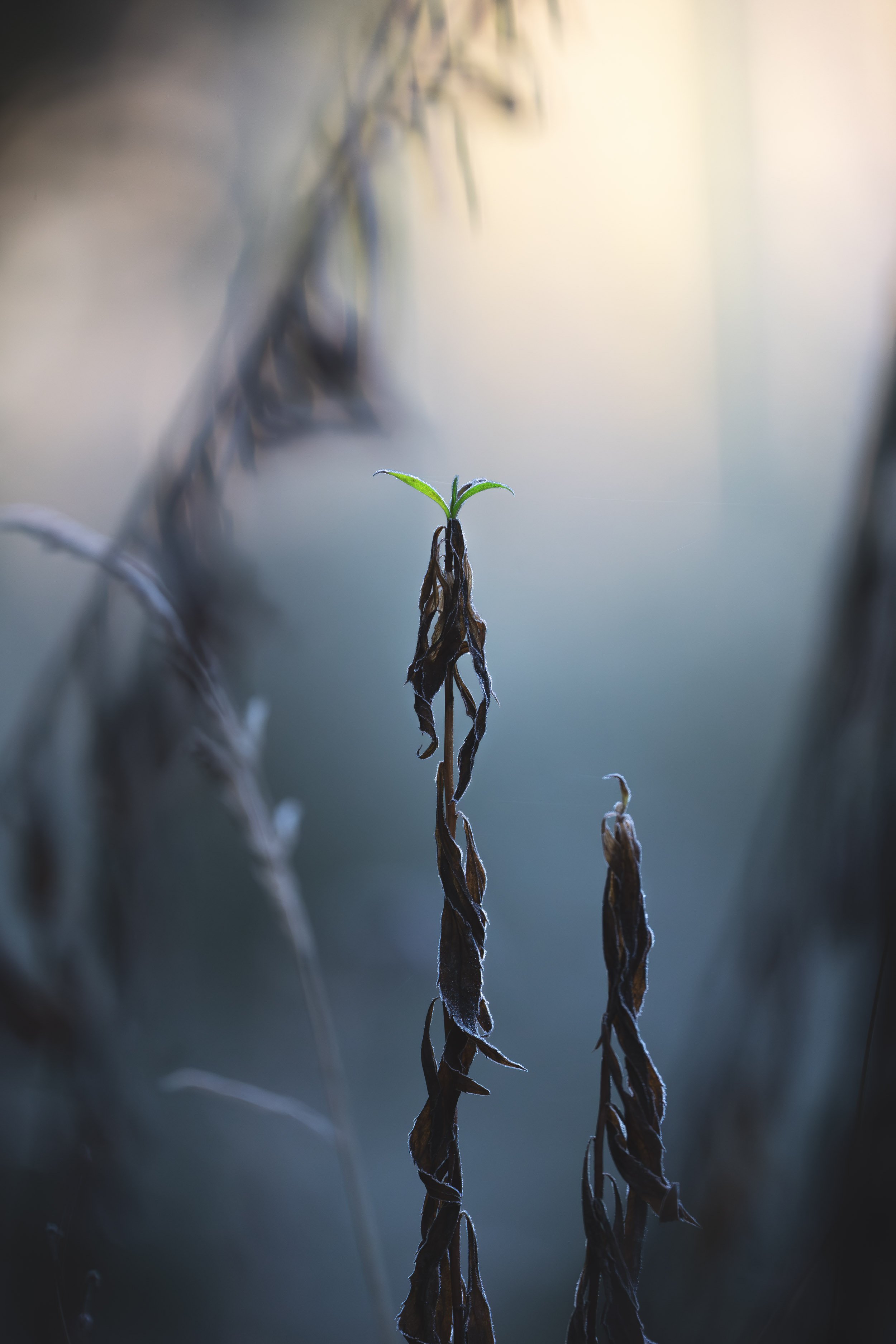 Eine kleine grüne Pflanze wächst aus getrockneten, braunen Blättern und Stielen im Morgengrauen oder bei schwachem Licht. Perlacher Forst.