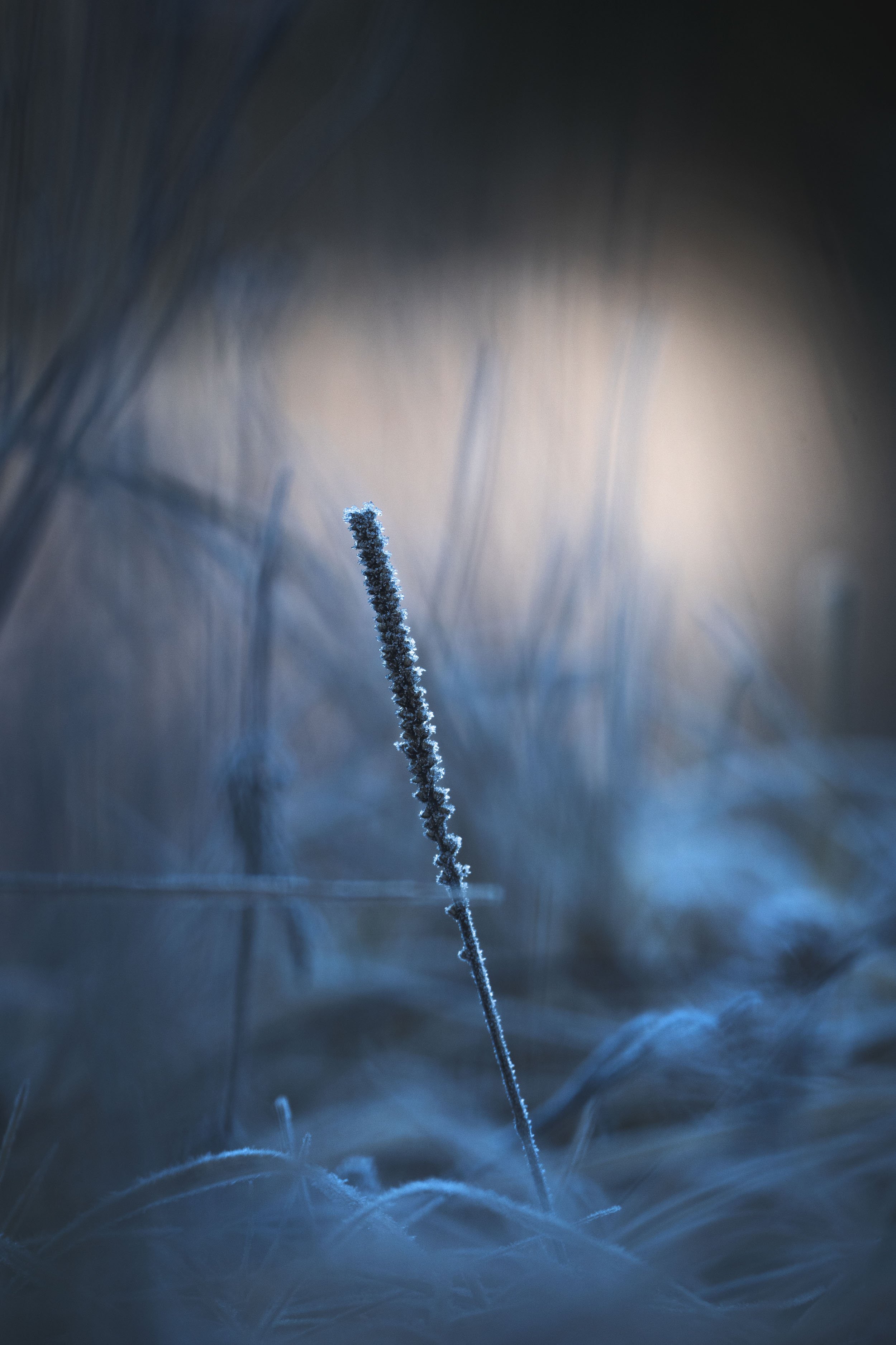 Nahaufnahme eines grasähnlichen Pflanzenstängels, bedeckt mit Frost, vor einem unscharfen hellen Hintergrund. Perlacher Forst.