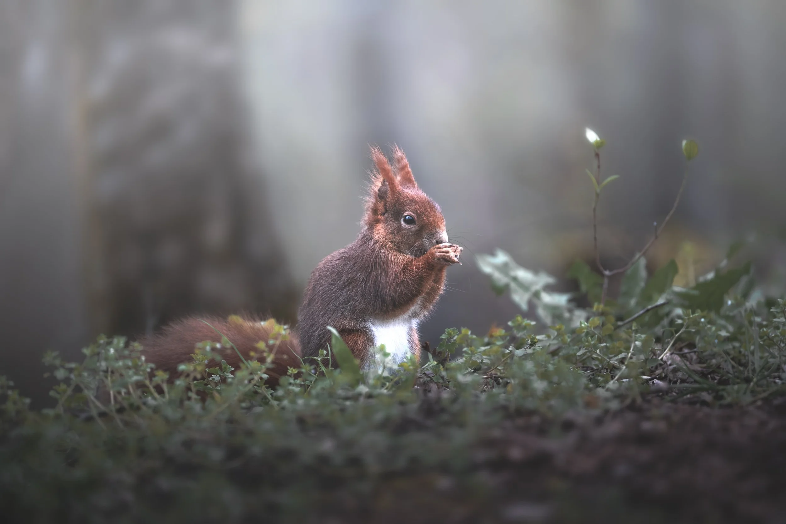Sven Henne-Fotografie-Eichhörnchen-Unterhaching-Hachinger Tal-Wildlife.jpg
