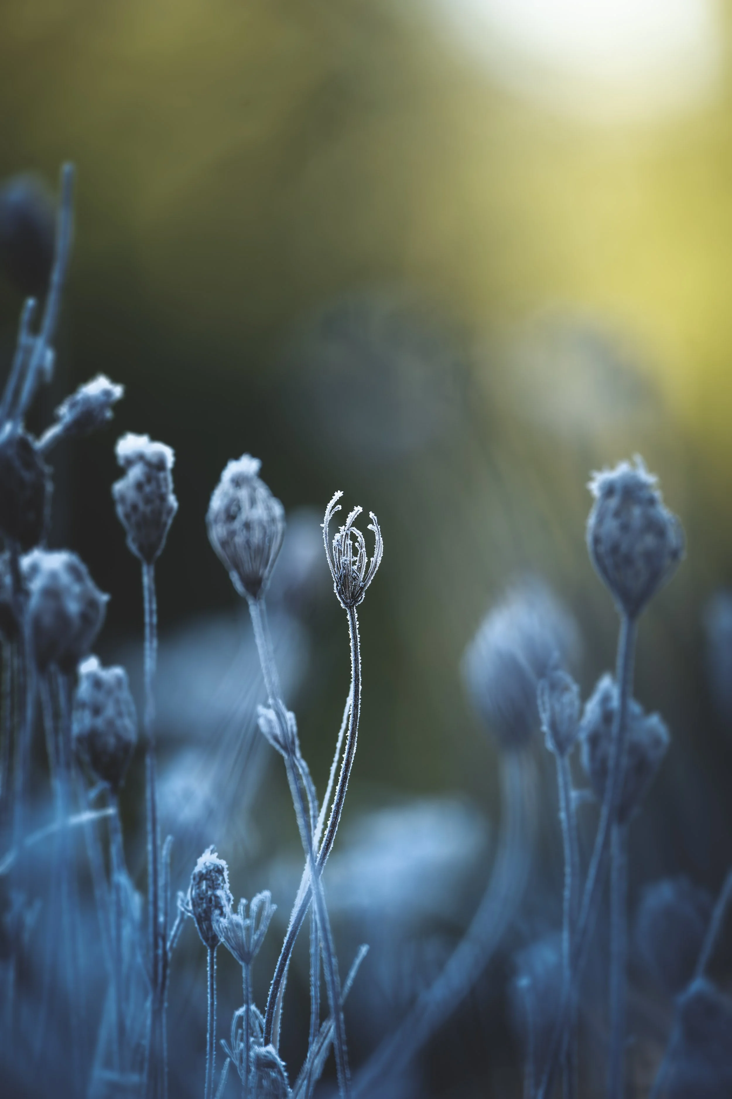 Frostbedeckte Pflanzen im Morgengrauen mit unscharfem Hintergrund. Perlacher Forst.