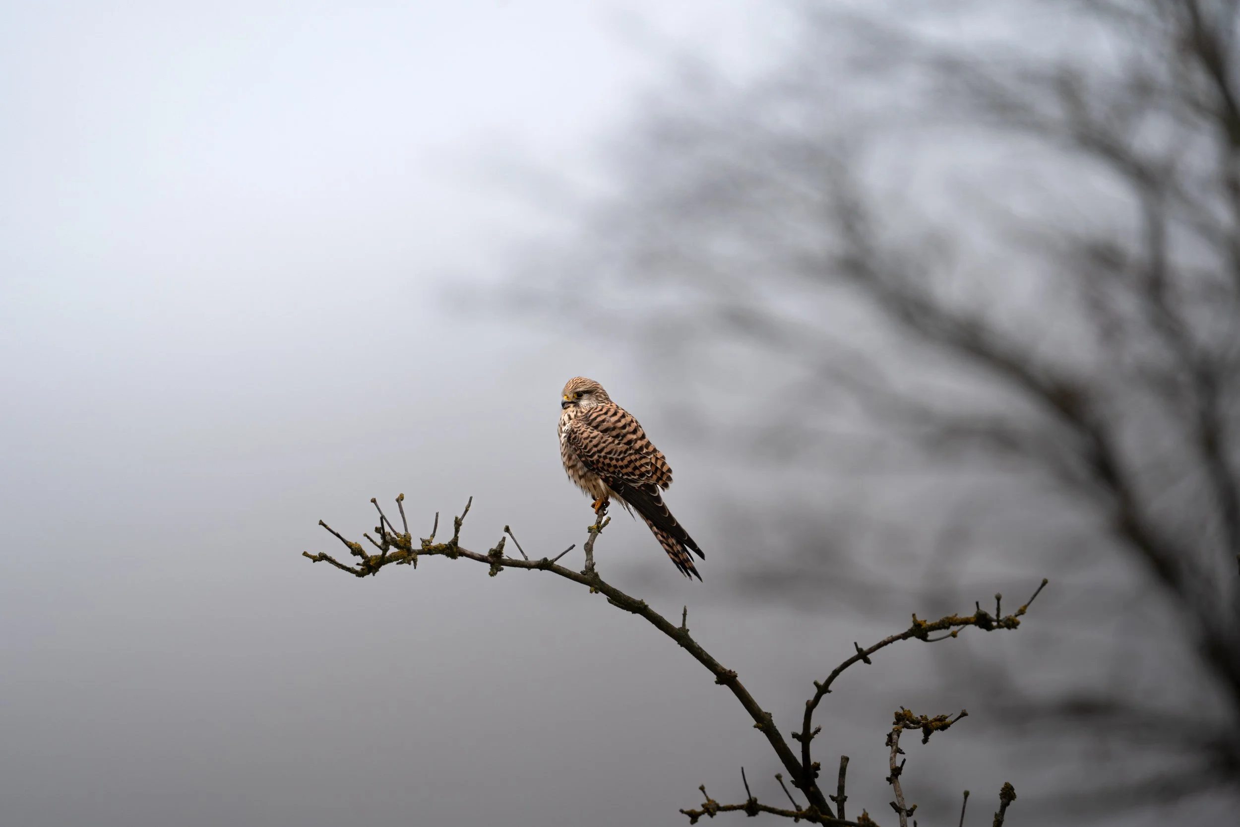 Ein Turmfalke sitzt auf einem dünnen, verzweigten Ast vor einem grauen, bewölkten Himmel und blattlosem Baum im Hintergrund im Hachinger Tal in Unterhaching.