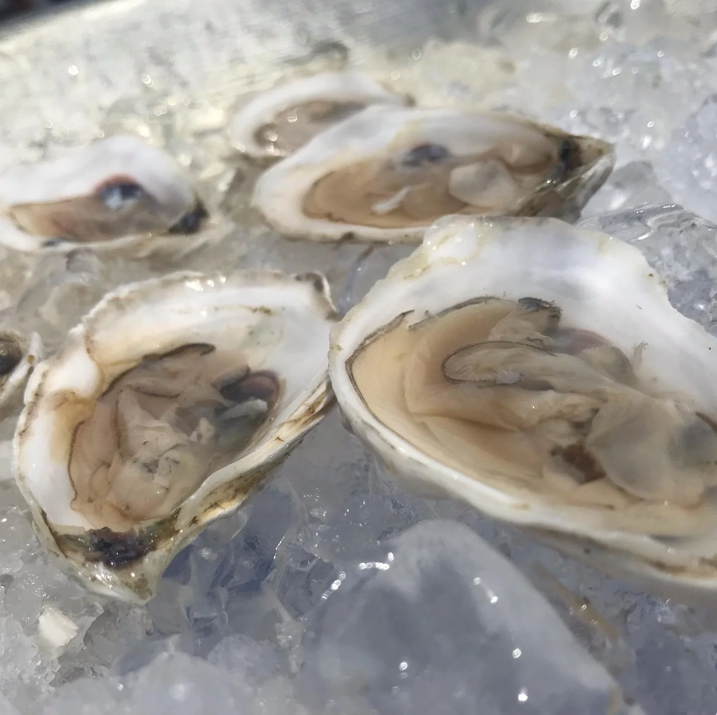 Fox Point Oyster