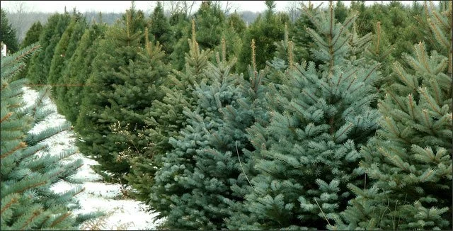 stock tree farm image.jpg