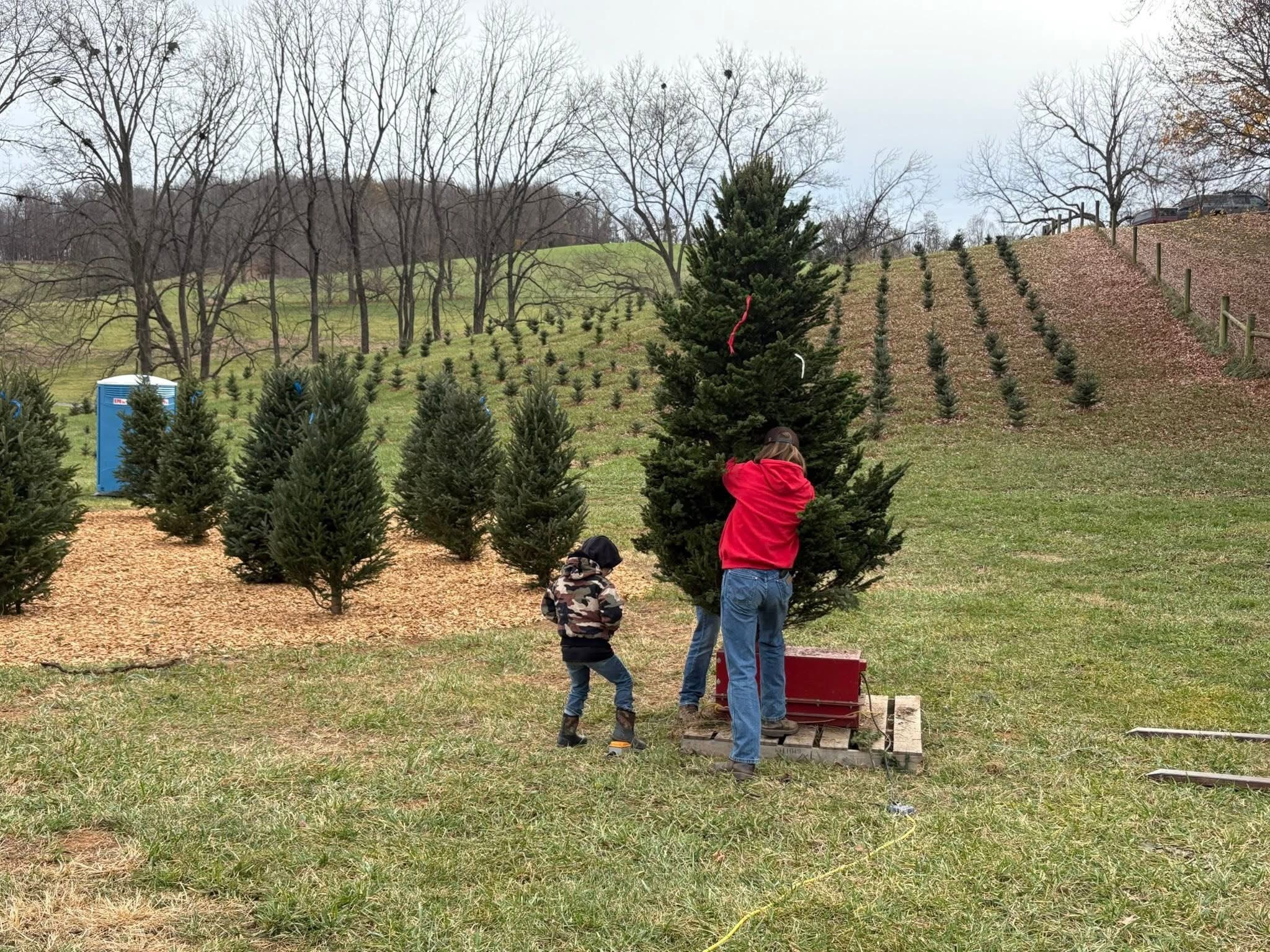 A Christmas tree farm with a person and a child cutting down a Christmas tree, surrounded by rows of small evergreen trees, with bare trees and a cloudy sky in the background.