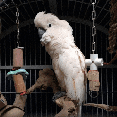 Placement Program — Rhode Island Parrot Rescue