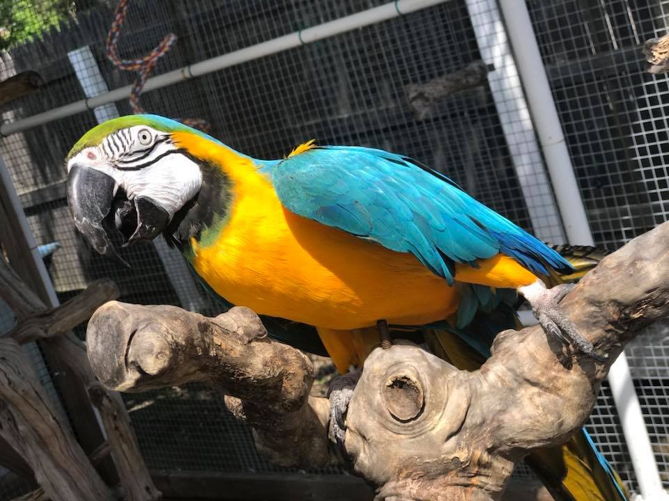 macaw.jpg