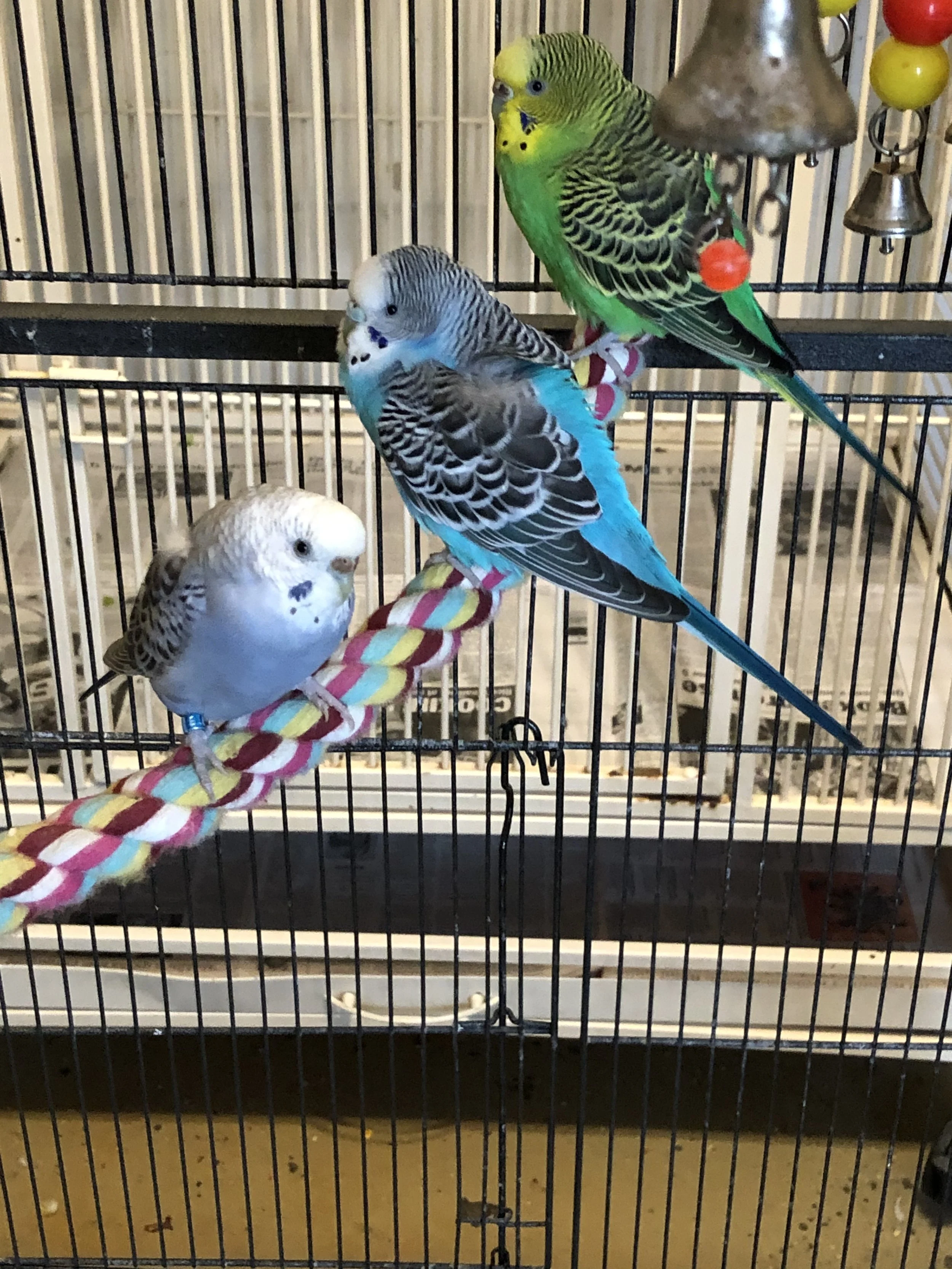 The Plight of the Captive Budgie