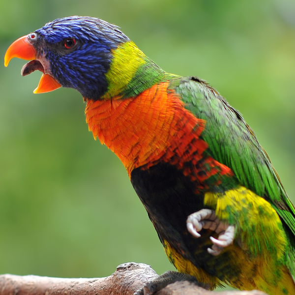 RIPR Education Library — Rhode Island Parrot Rescue