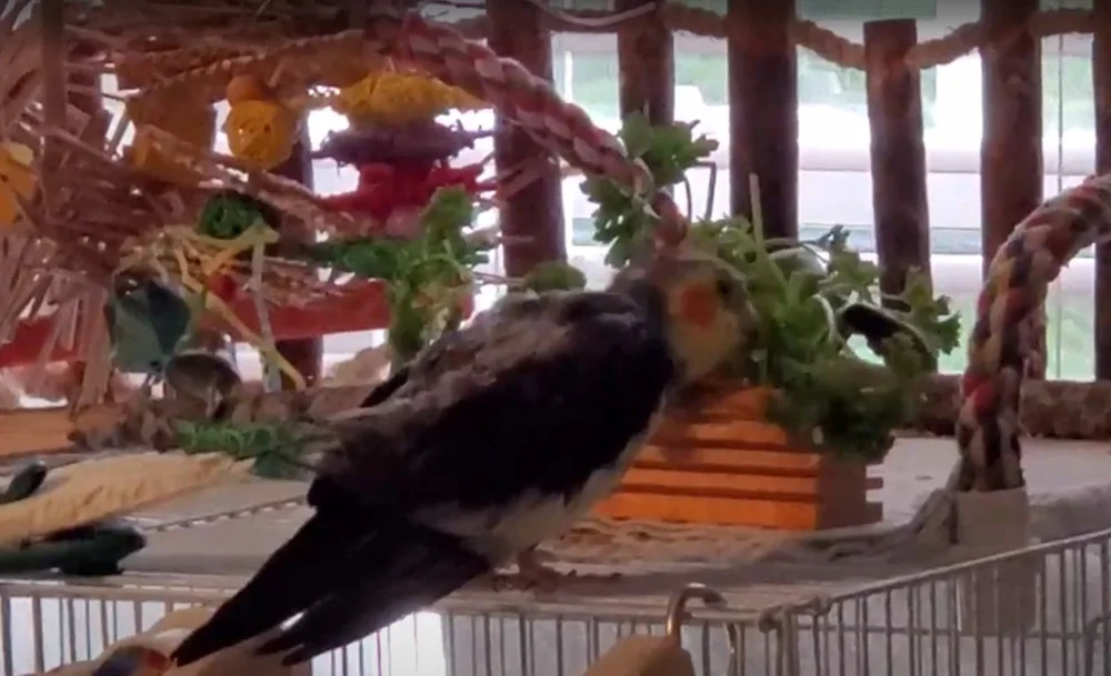 Enjoying the Block Tree