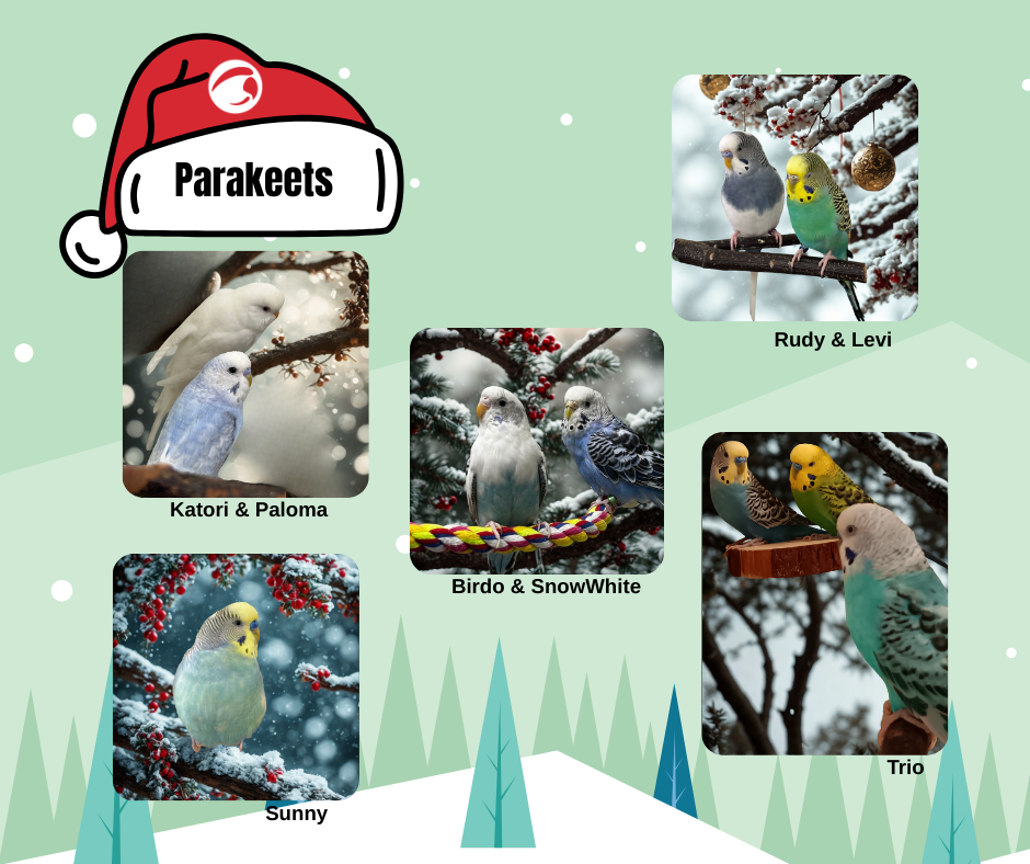 Parakeets