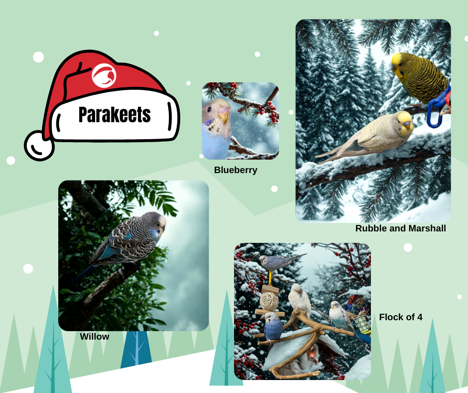 Parakeets