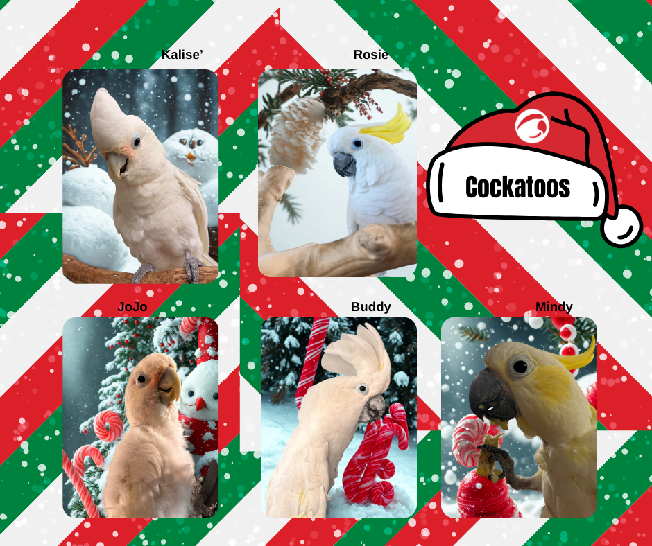 Cockatoos.png