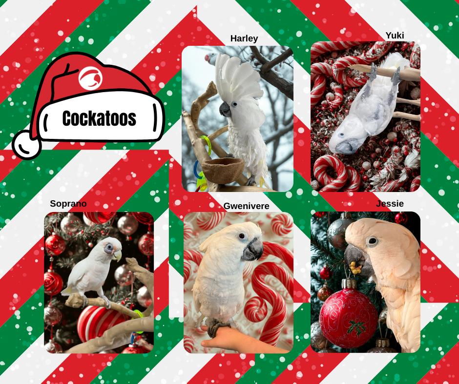 Cockatoos 2.png