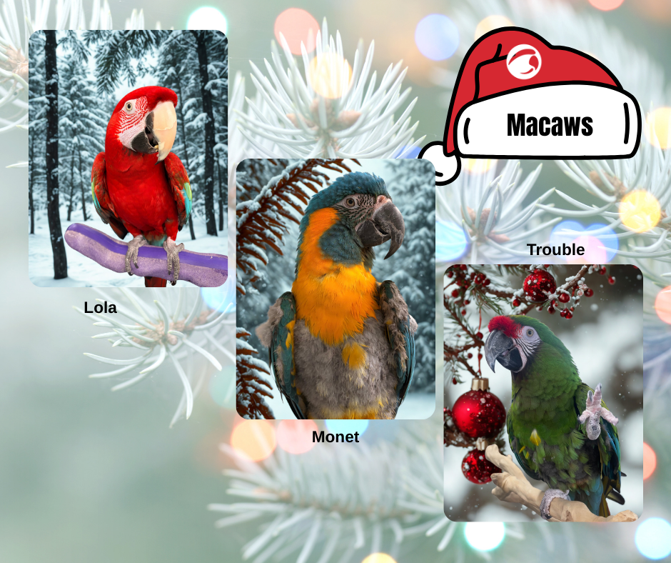 Macaws.png
