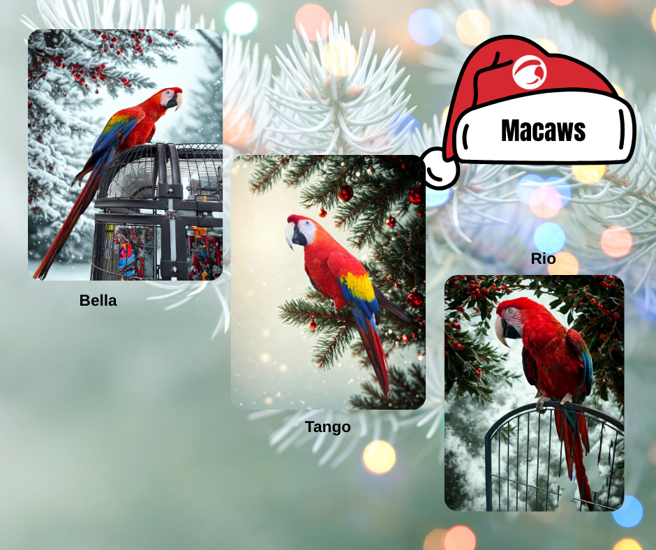 Macaws 2.png