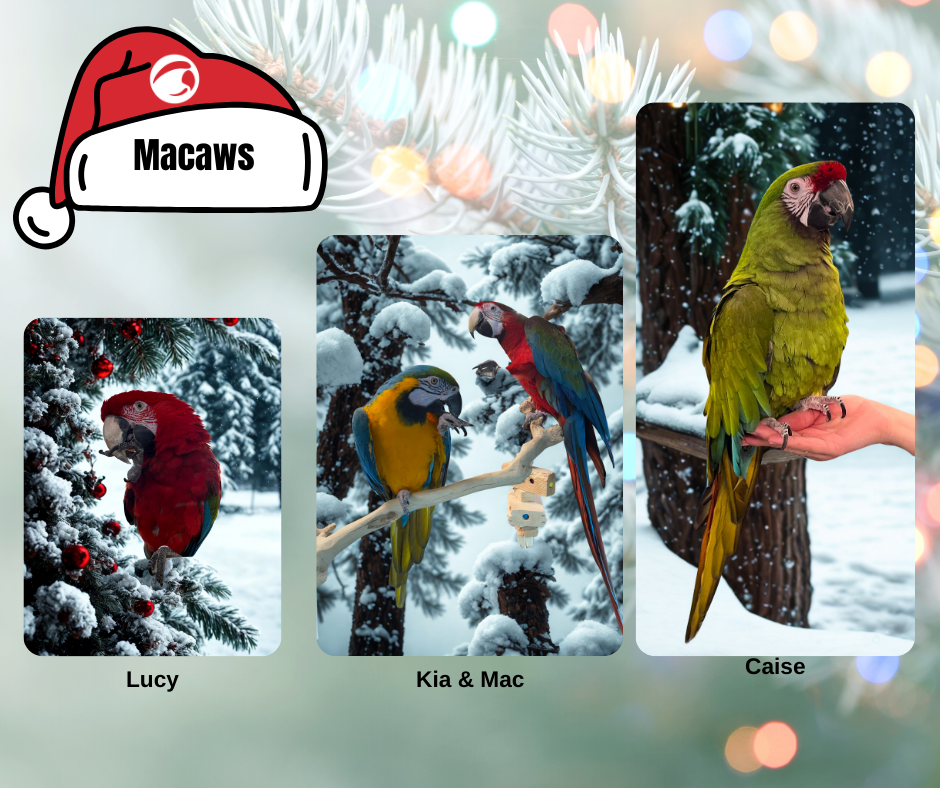 Macaws 3.png