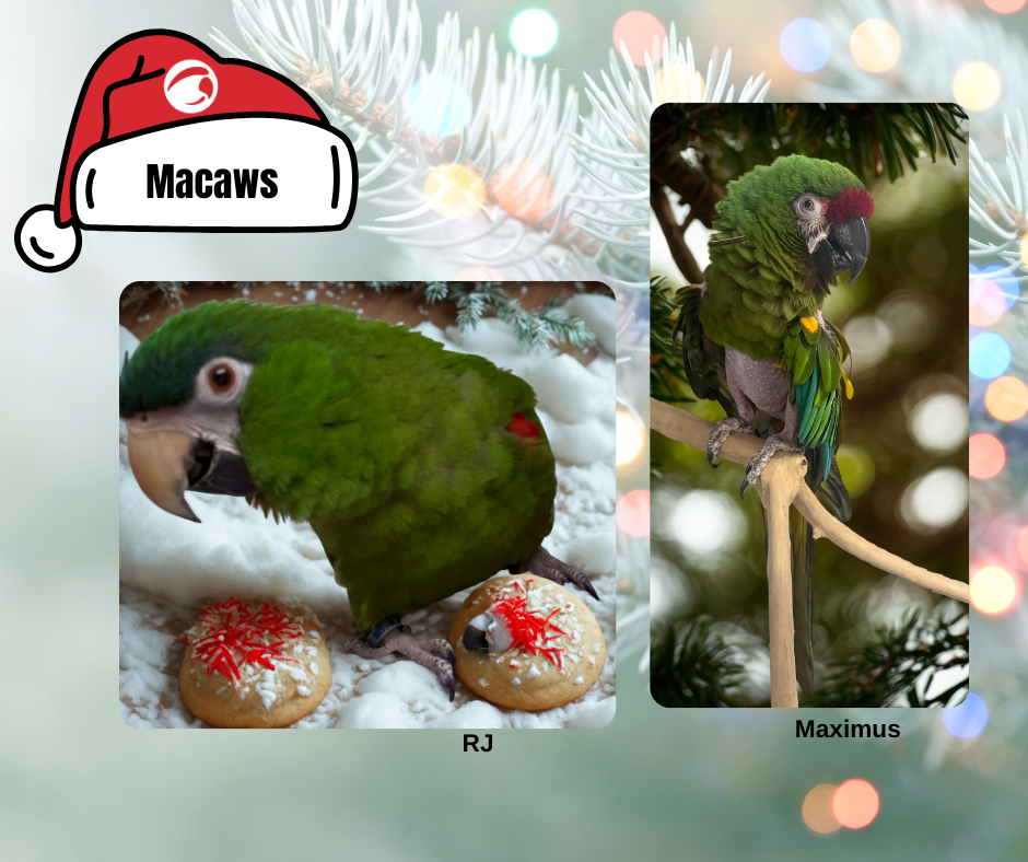 Macaws 4.png