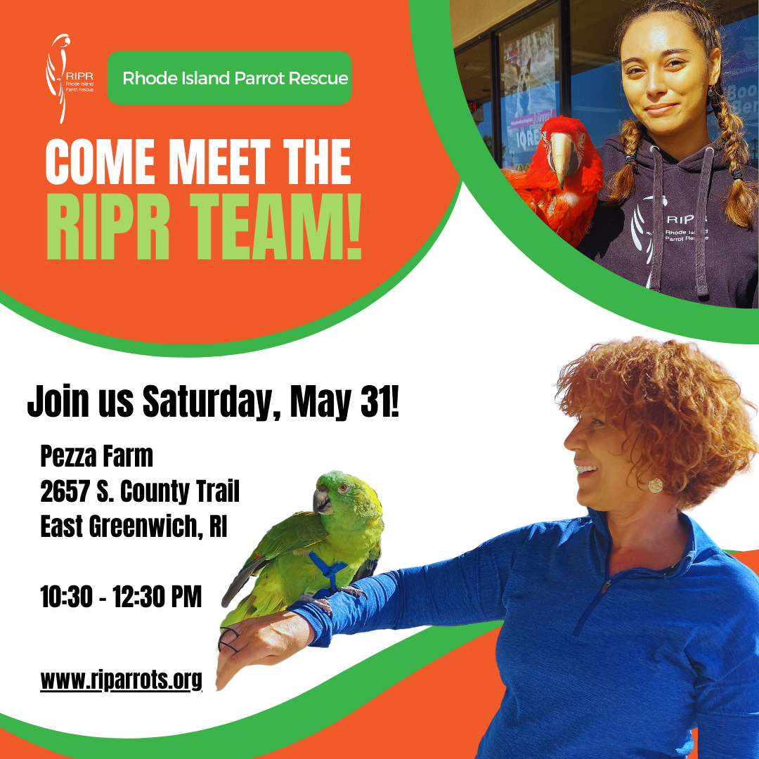 Meet the Team! — Rhode Island Parrot Rescue