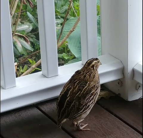 Training a Quail