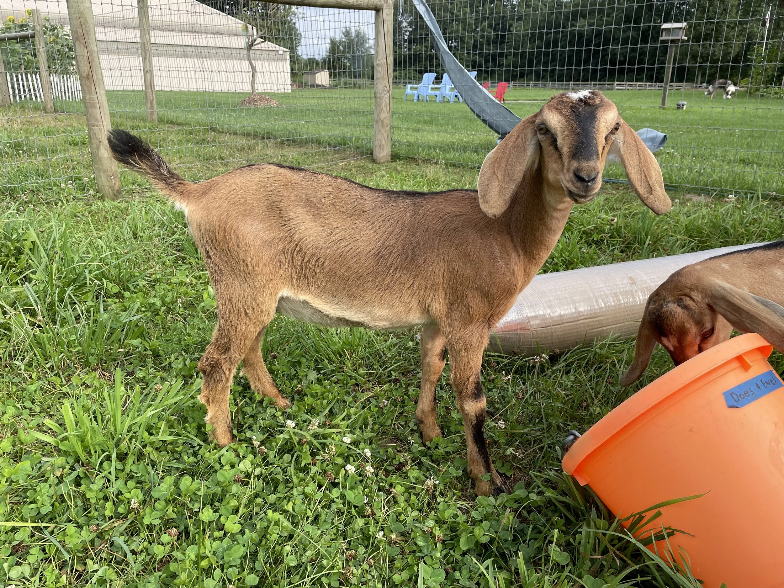 Are Nubian Goats For You? Understanding Their Primary Purpose - mhkdzlp