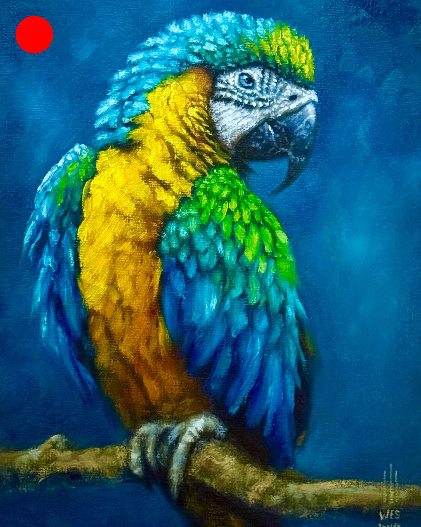 Brazilian Macaw - 9x12