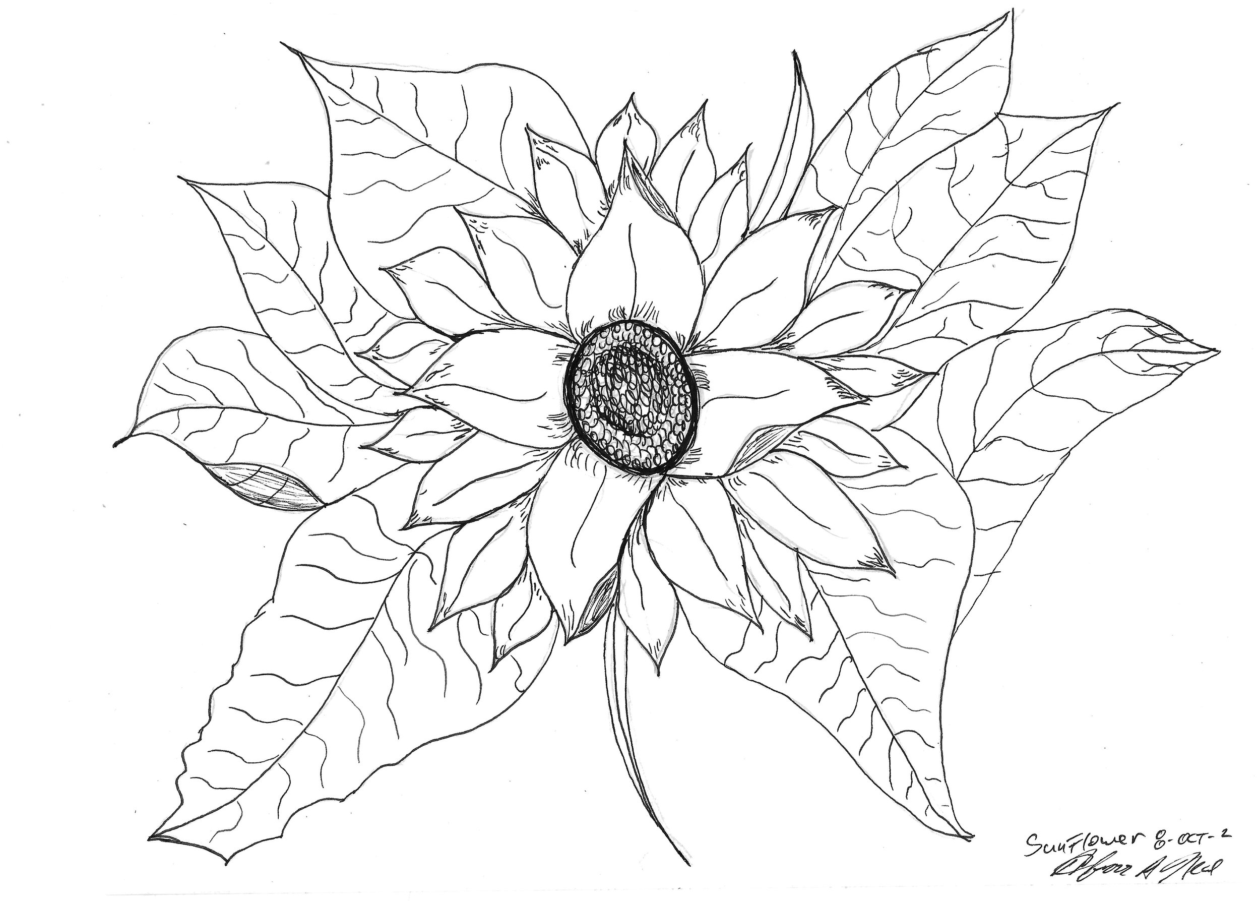 Sunflower Ink Sketch_FN.jpg