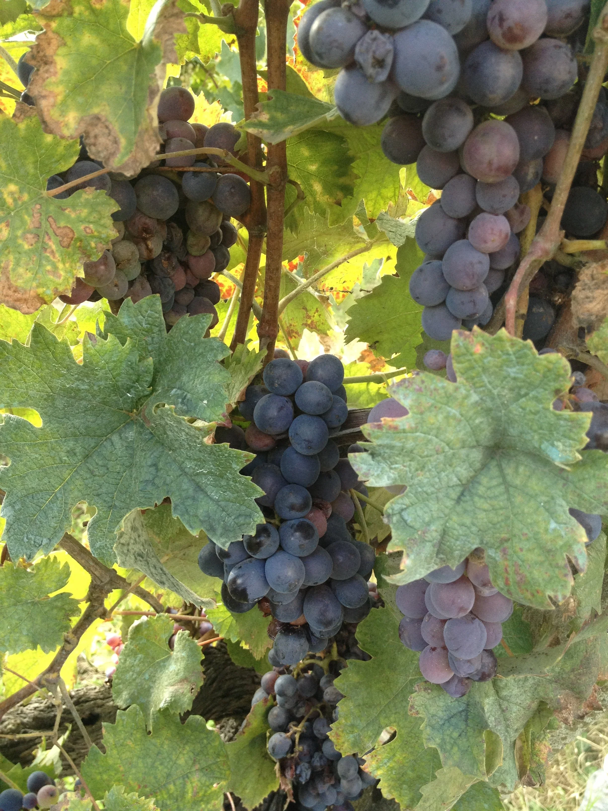 GrapesTuscany.jpg