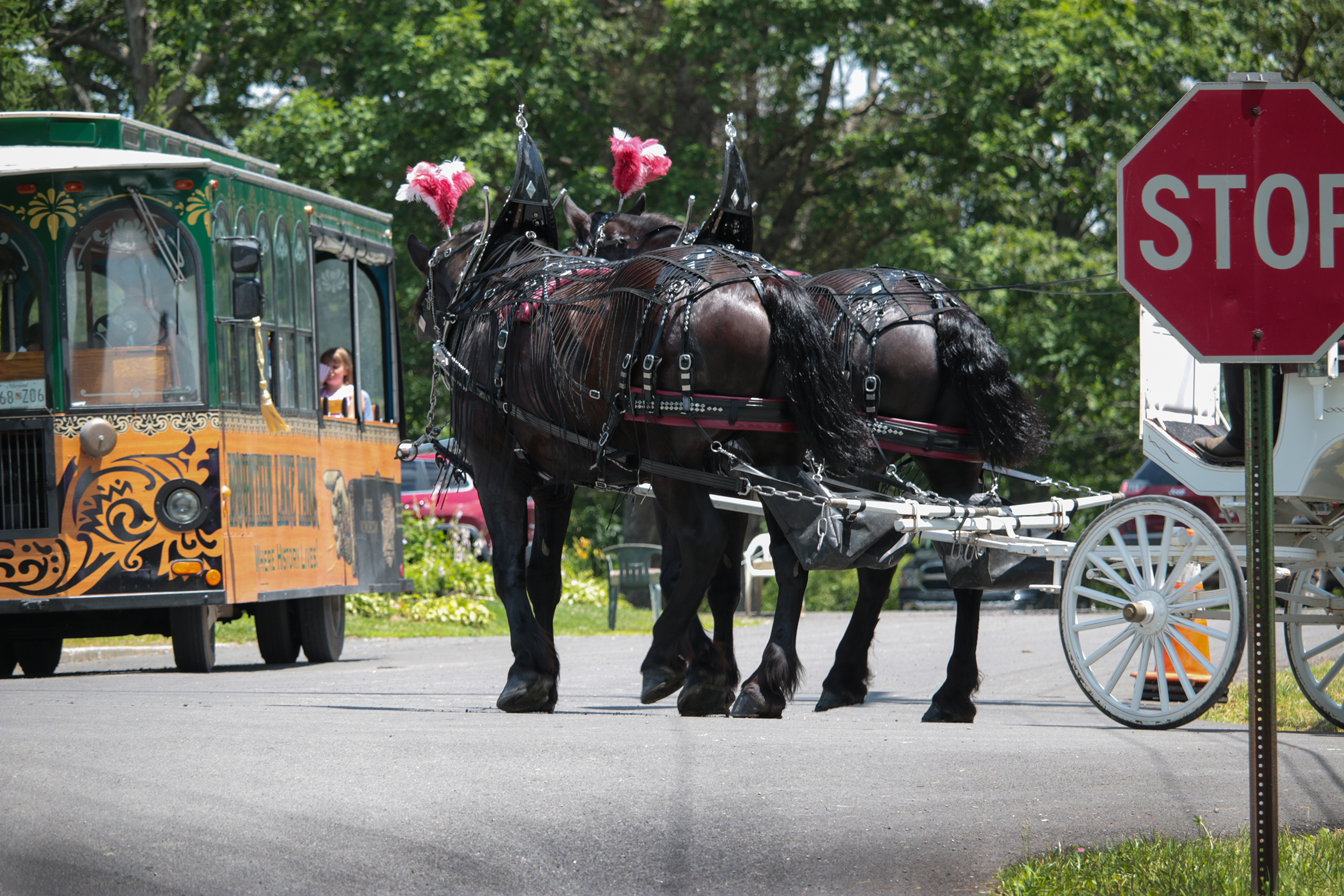 Trolley Tours and Carriage Rides with Oden and Zeus
