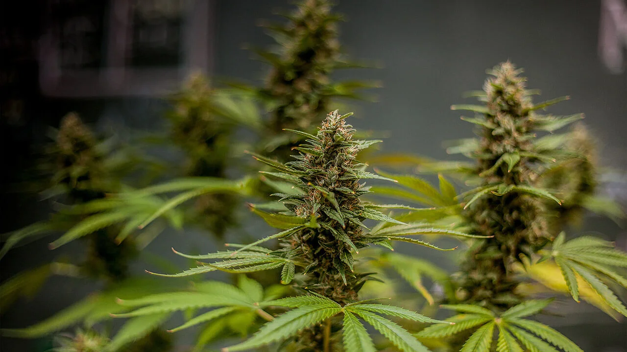 Marijuana Strains: Sativa, Indica, Hybrids