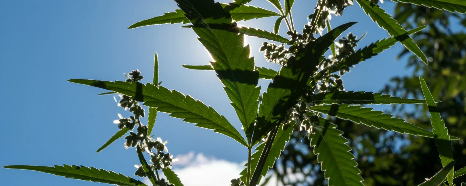 Growing Organic Marijuana – It's Time To Save Your Plants!