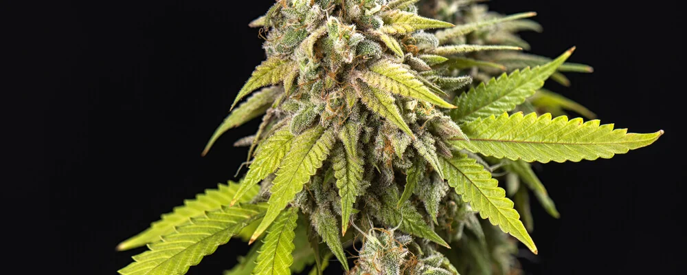 Growing Marijuana: Organic Pesticides