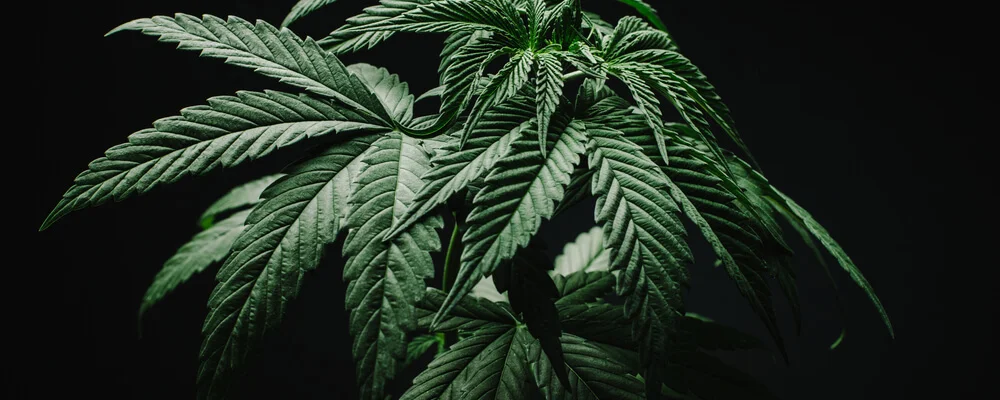 Celebrities In The Weed Game