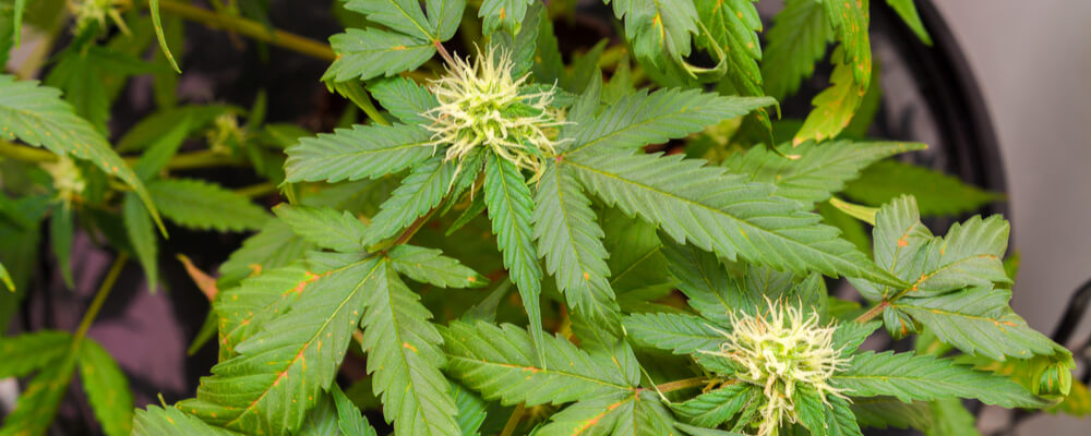 Marijuana Growing 101: How To Manage Wilting Leaves