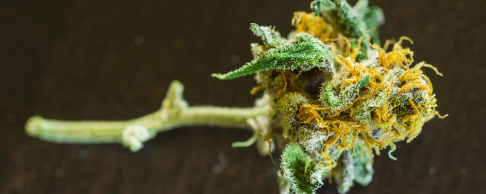 Marijuana Reduces Diabetes and Obesity