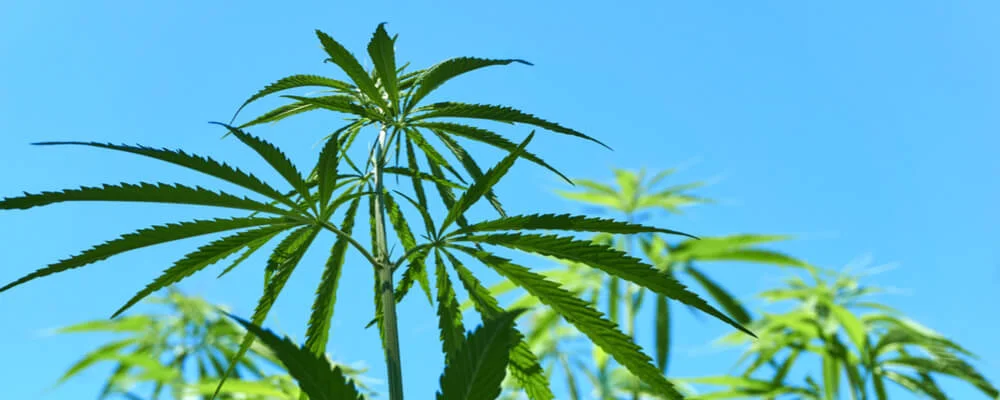 Industrial Hemp: New Frontier