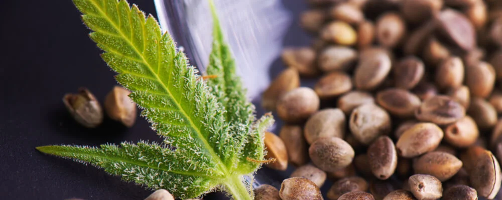 The Benefits Of Hemp Seeds