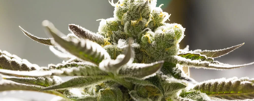 De-Bunking Weed Laws On College Campuses