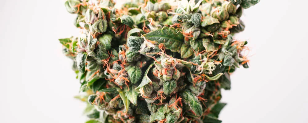 Cannabis: Trichome Colors