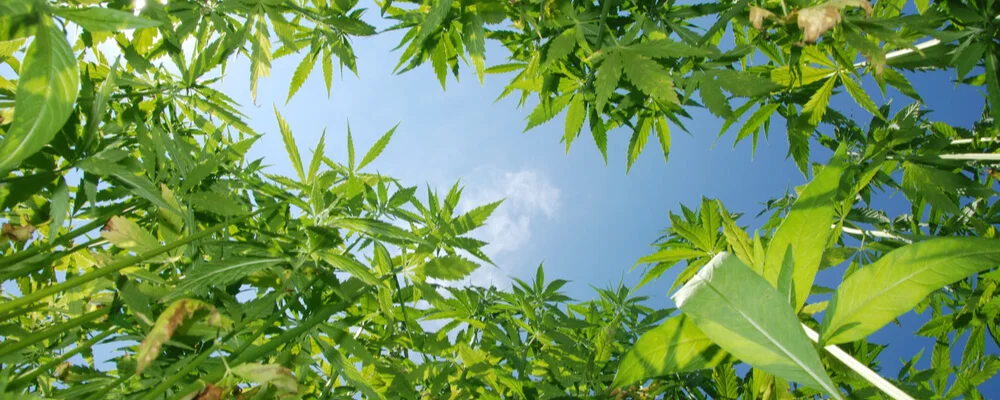 The Benefits of Industrial Hemp